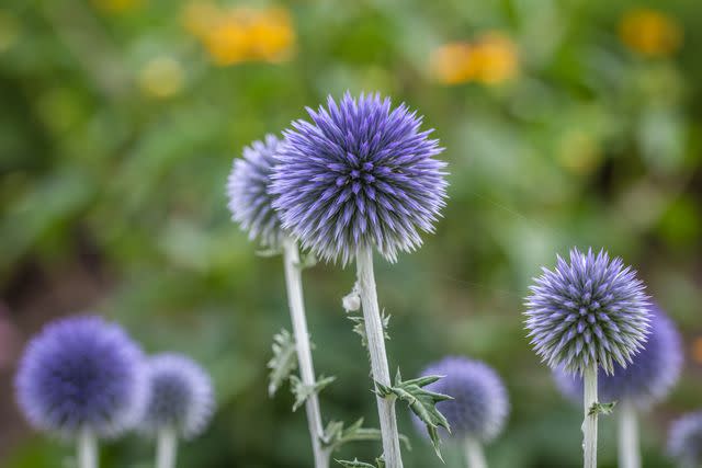 20 Types of Blue Flowers That Add a Pop of Color to Your Yard