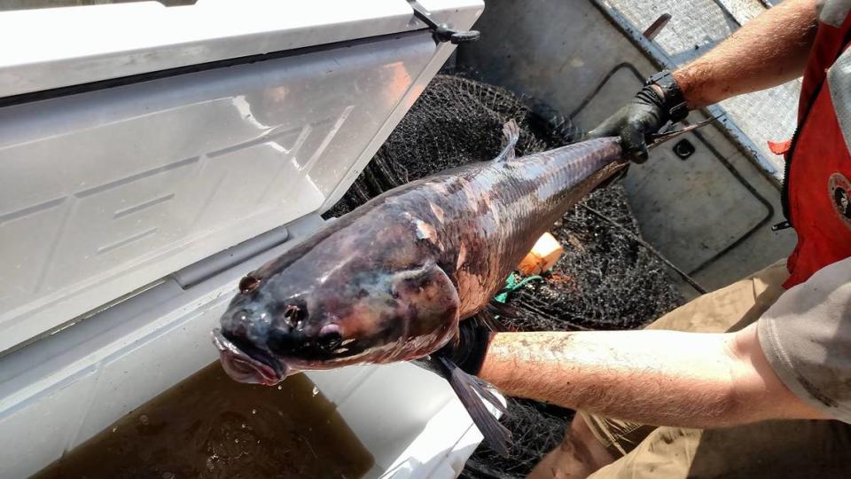 Black carp, such as the one seen here which was collected from a lake in the middle Mississippi River in Alexander County, Illinois, are invasive to North America and threaten important native species.