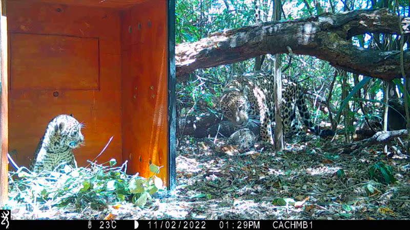 Dos cachorros yaguareté, una especie en peligro de extinción, serán liberados en parque nacional en Argentina