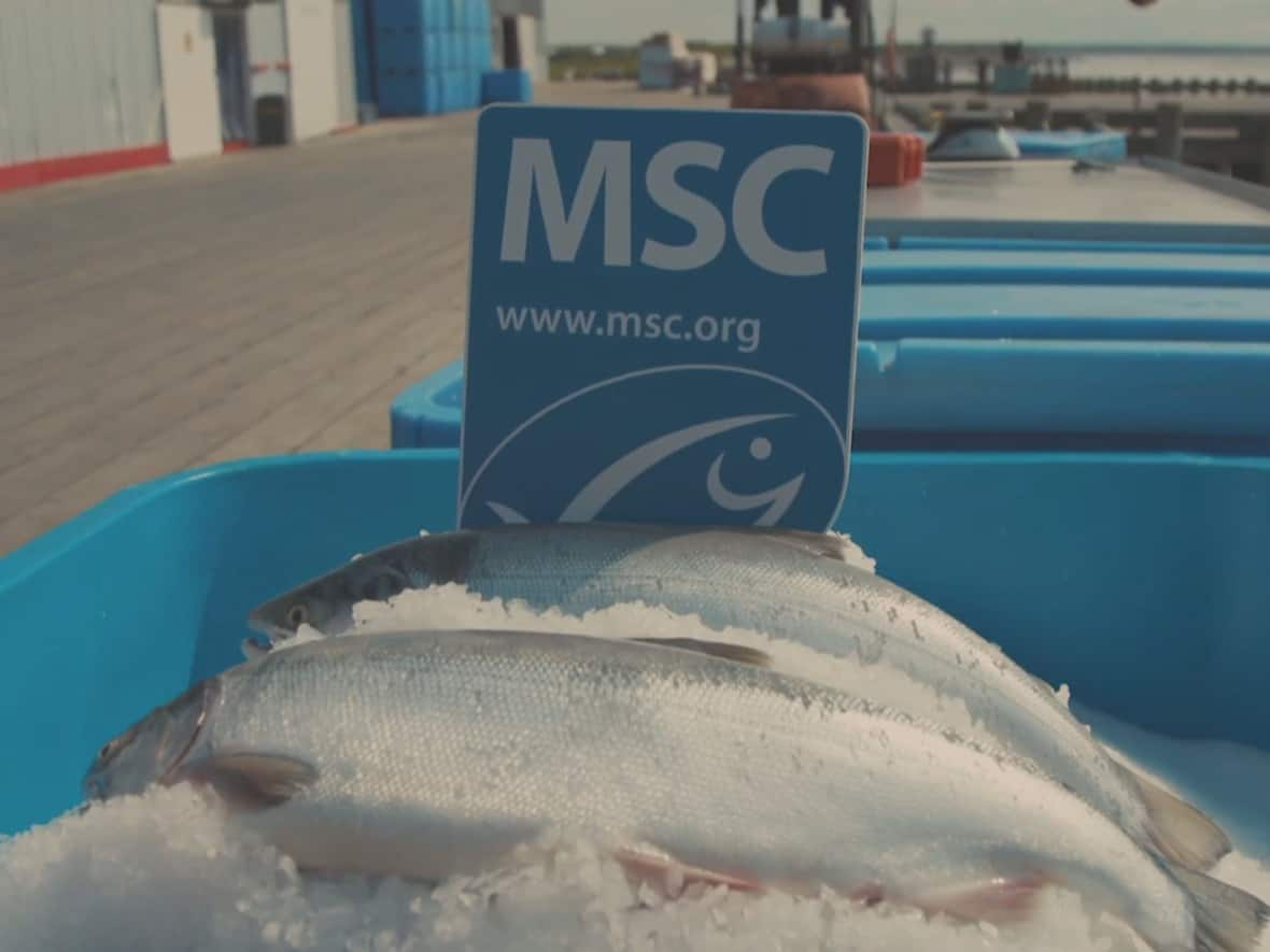 The Marine Stewardship Council rates the sustainability of seafood by providing a blue check mark to products that meet its standards. It's now reworking its latest rules after complaints from Canadian and other fisheries organizations. (Marine Stewardship Council - image credit)