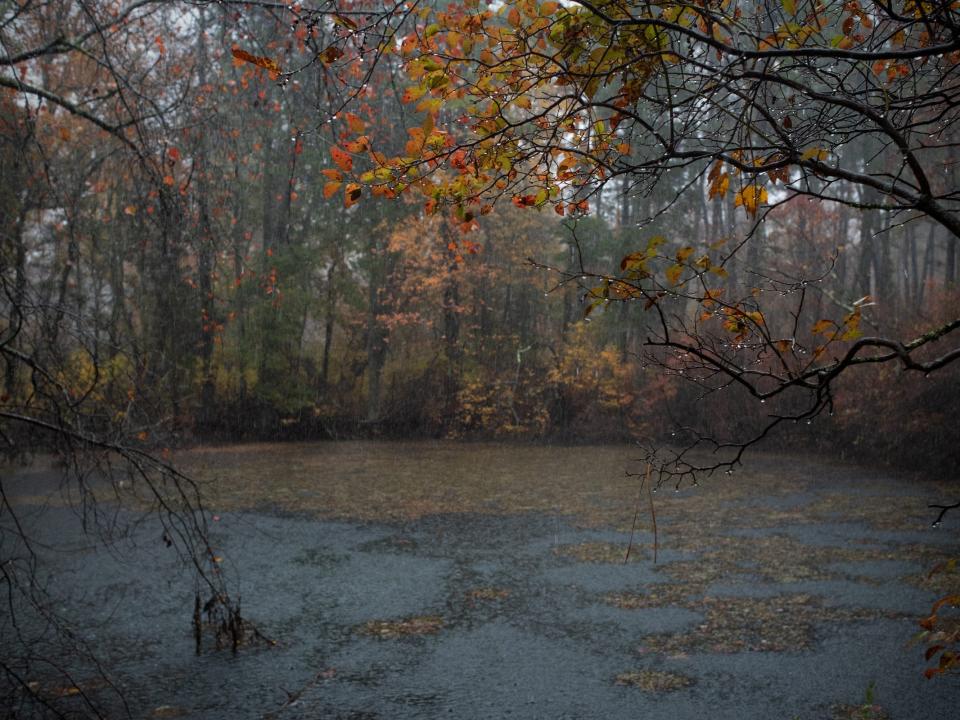 Pine Barrens in New Jersey