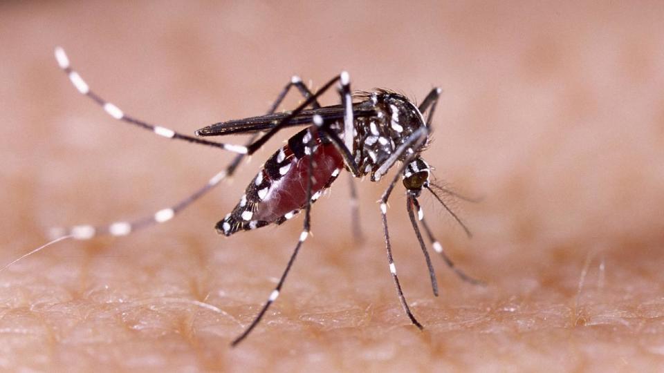 Zika virus aedes aegypti mosquito Dengue fever chikungunya human skin