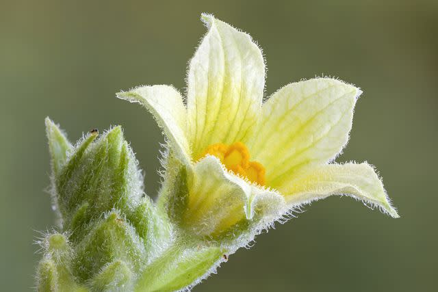 <p>Getty Images</p> Bell-shaped yellow flower of squirting cucumber (Ecballium elaterium) plant