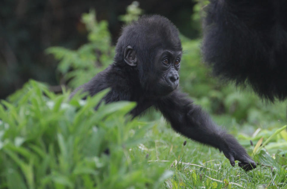 BRISTOL, ENGLAND - MAY 04: Bristol Zoo's baby gorilla Kukena takes some of his first steps as he ventures out of his enclosure with his mother Salome at Bristol Zoo's Gorilla Island on May 4, 2012 in Bristol, England. The seven-month-old western lowland gorilla is starting to find his feet as he learns to walk having been born at the zoo in September. Kukena joins a family of gorillas at the zoo that are part of an international conservation breeding programme for the western lowland gorilla, which is a critically endangered species. (Photo by Matt Cardy/Getty Images)