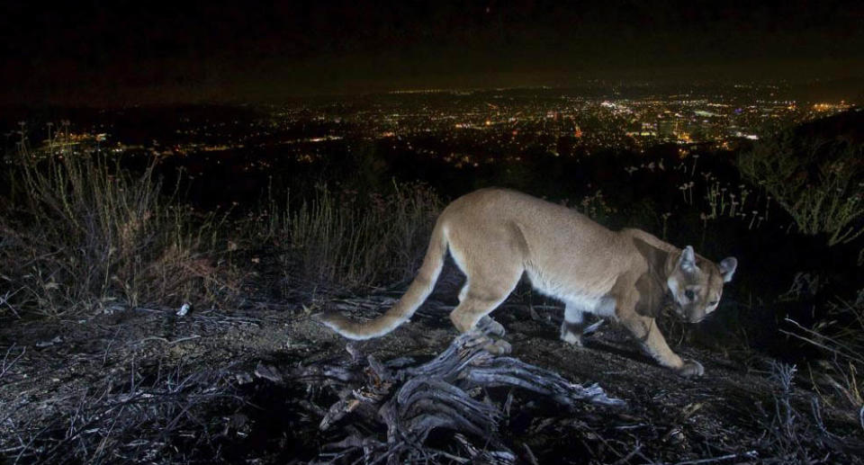 This July 10, 2016, photo shows an uncollared adult female mountain lion photographed with a motion sensor camera in the Verdugos Mountains in in Los Angeles County, Calif. Source: U.S. National Park Service via AP