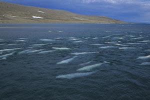 Large pod of Beluga near headland. Canadian Arctic, summer. 
© naturepl.com / Doc White / WWF