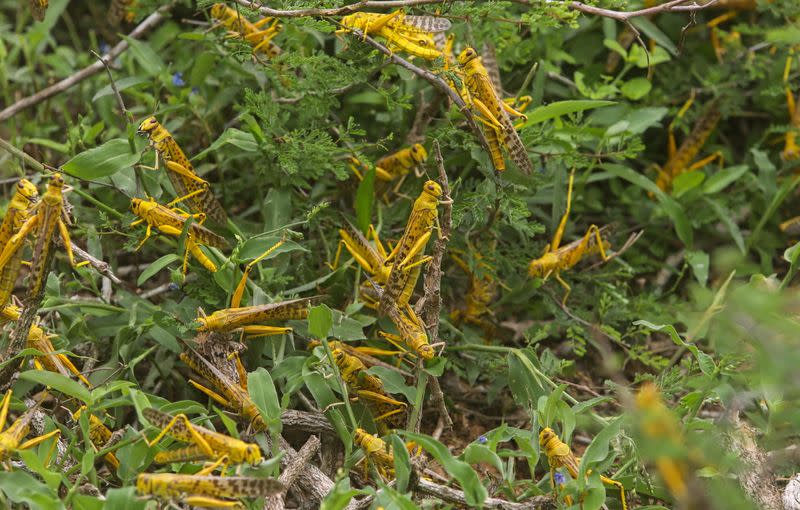 Desert locusts are seen on the vegetation in a grazing land on the outskirt of Daynile district of Mogadishu