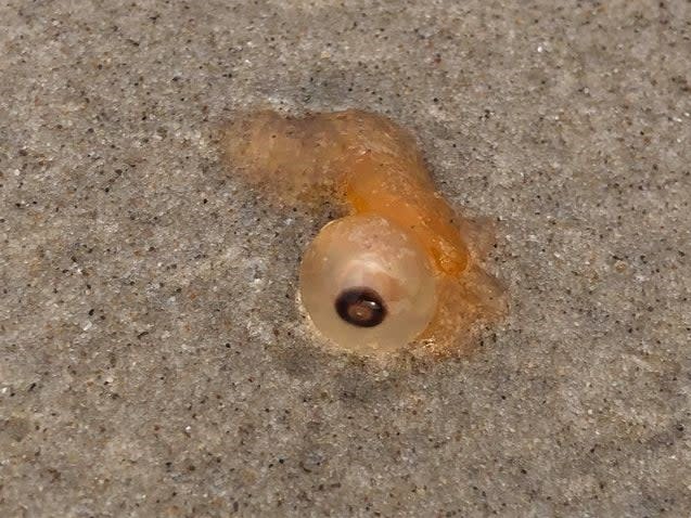 <p>An image showing what are thought to be Rhizophysa eysenhardti, after washing up in the Gulf of Mexico </p> (Padre Island National Seashore)