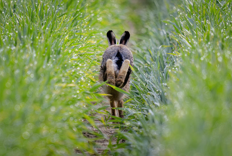 A hare runs in a field on the outskirts of Frankfurt, Germany, April 29, 2024. (AP Photo/Michael Probst, File)