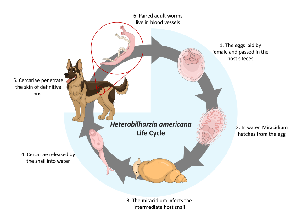 Life cycle of the H. americana flatworm.