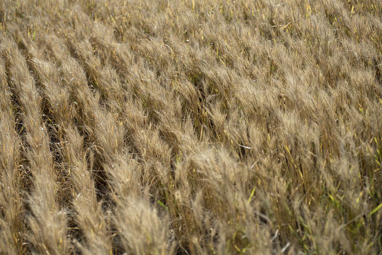 Campos cercanos a localidad de Alvarez ruta 14. Al sur de Santa Fe
Por la sequia que se viene dando en la zona central del pais, se registran grandes perdidas en los cultivos de trigo principalmente. Muchos productores optan por no cosechar los cultivos por el bajisimo rinde que van a tener. En algunos casos las semillas ni siquiera prendieron. 
Campos con cultivos de trigo en la zona sur de la provincia de Santa Fe.