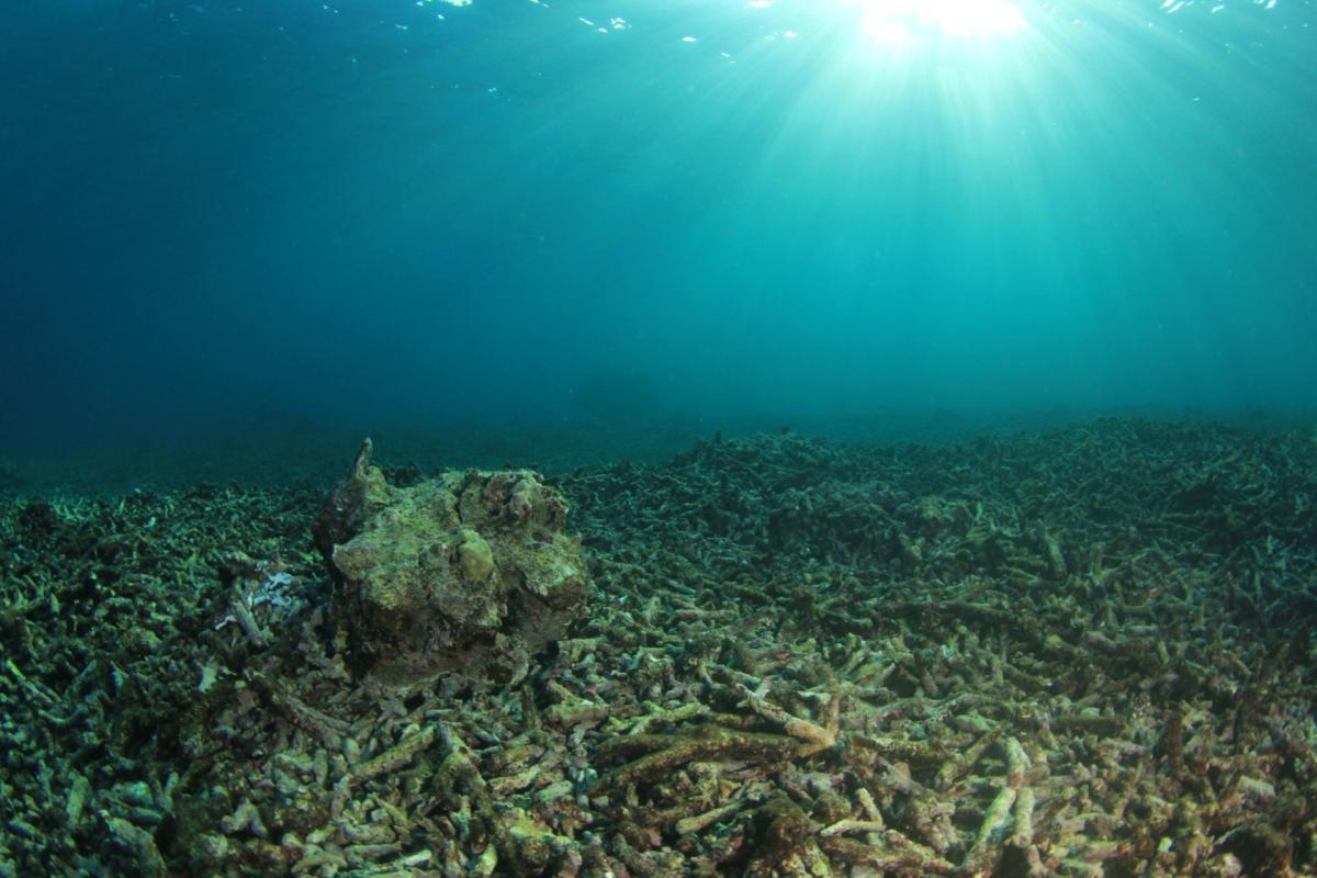 Artificial coral reef sounds could help the dying ecosystems recover – The  Hill