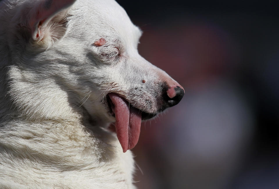 Canines Compete In World's Ugliest Dog Contest