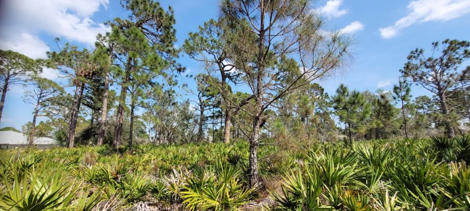 This quarter-acre lot on Munsing Terrace in North Port is home to two gopher tortoises. It is one of two lots currently purchased by the Environmental Conservancy of North Port.
