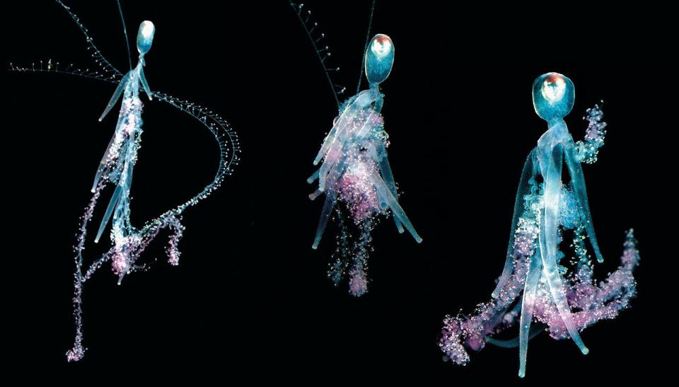 siphonophore