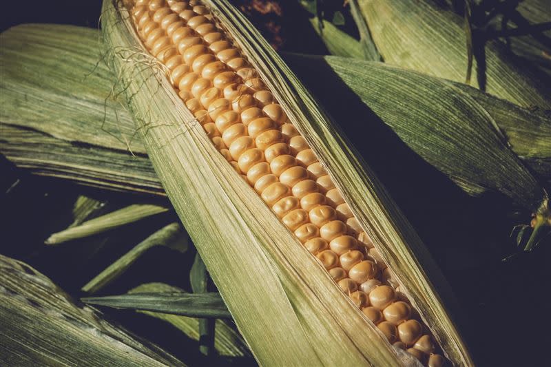 玉米的採收引發爭議。（圖／翻攝自Pixabay圖庫）