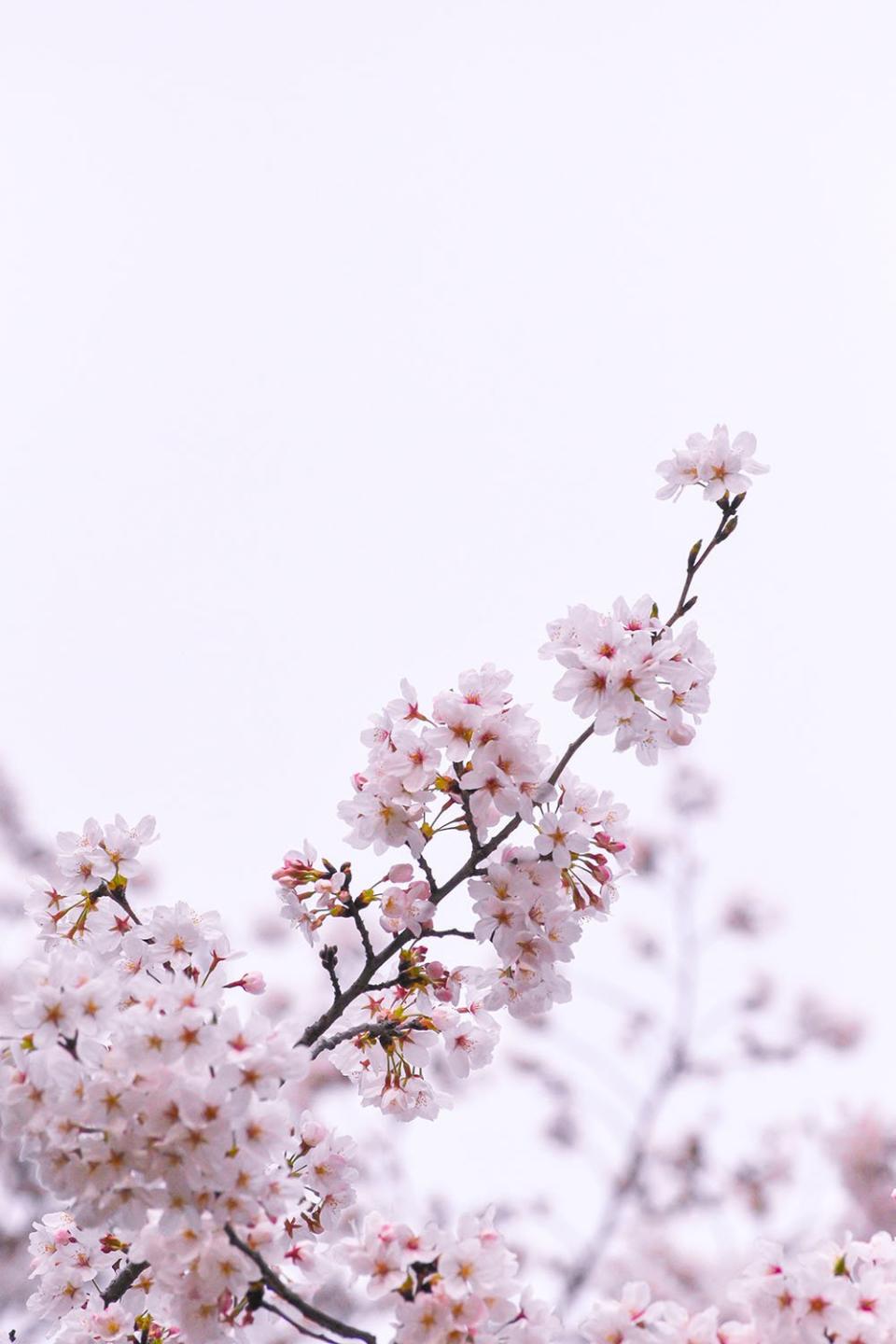 Cherry blossom