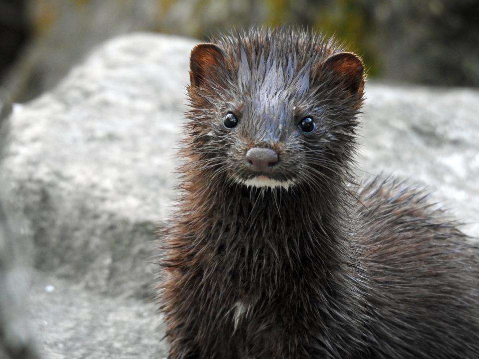 Mink are bold and relentless, taking on adversaries many times their size. One had to be euthanized at the Oconaluftee Mountain Farm Museum in Great Smoky Mountains National Park after it killed several chickens and even charged a park ranger.