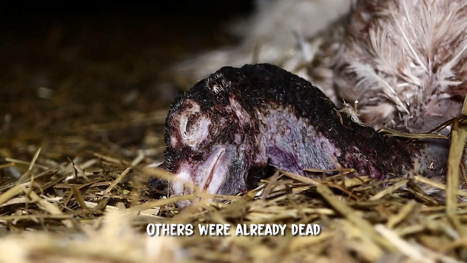 Other turkeys were left in the pen after dying a slow and painful death. (SWNS) 