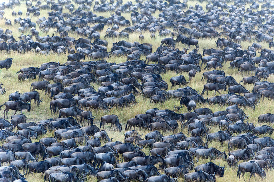 Herding home: Wildebeest photographed in mass migration