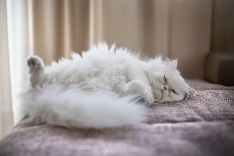 fluffy white persian cat lying on back on fabric with curtains in background