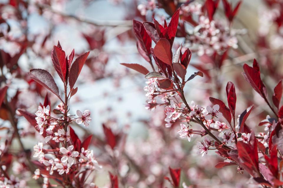 Flowers bloom on shrubbery at Pueblo Community College on Friday, April 19, 2024. Springtime is often one of the worst times of year for people who suffer from seasonal allergies.