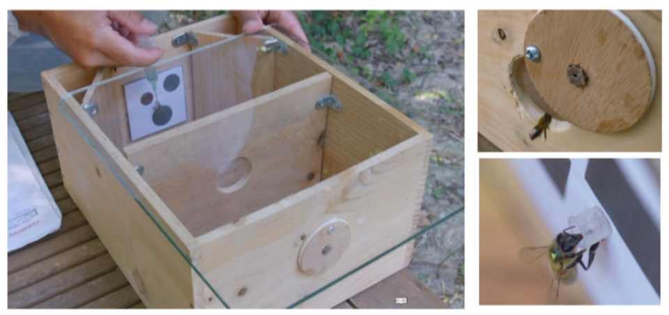 A wooden box that serves as a scientific experiment with honeybees