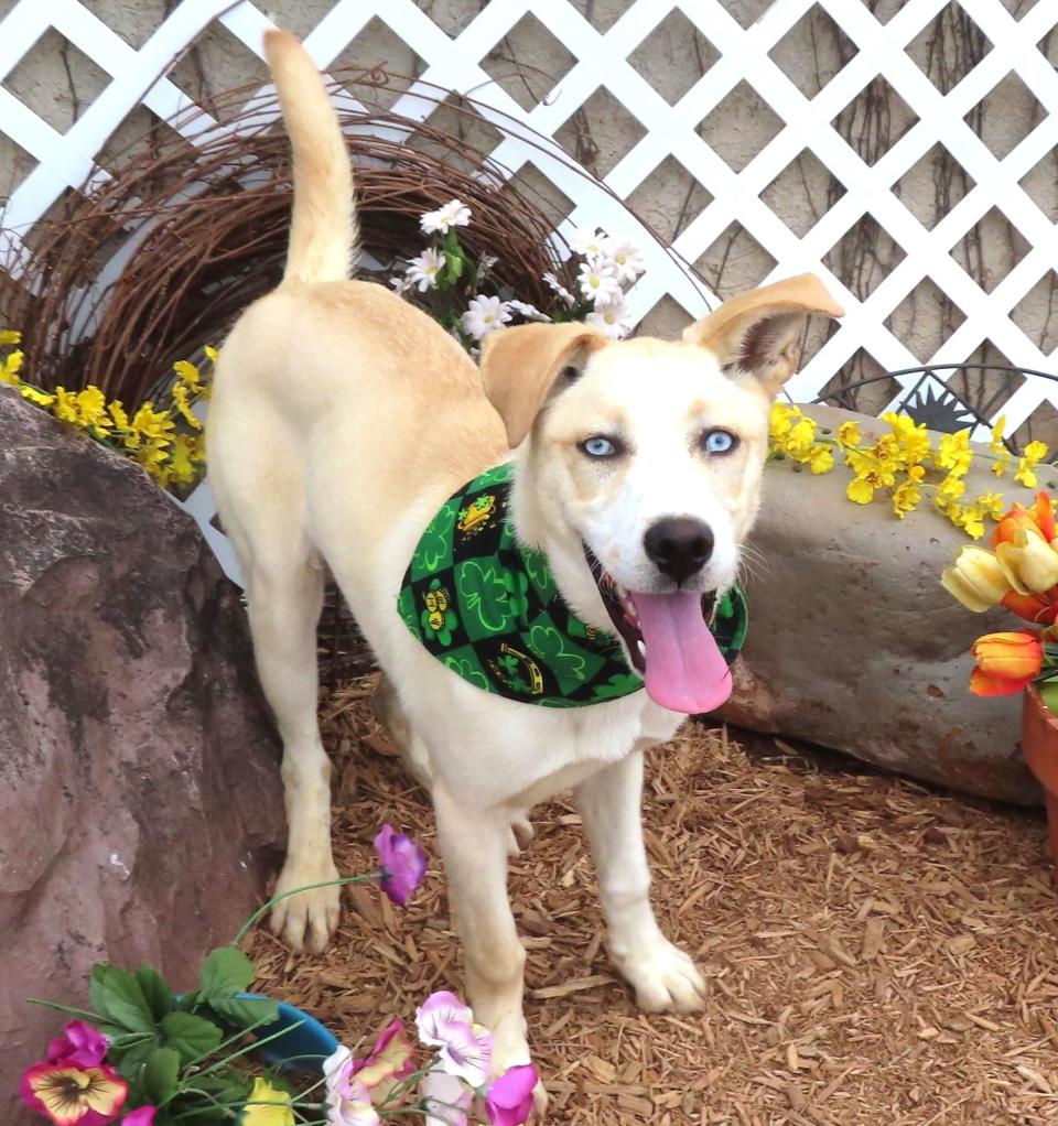 Pita, ID #426457, came into the shelter as a stray on Feb. 22. She's not a purebred dog, but she is pure fun. This 8-month-old, 33-pound husky mix pup prances around and enjoys the moment. Playtime with dogs and people is her favorite thing. Pita can climb a chain link fence so her new yard needs a 6-foot wood fence. The adoption fee is waived for any dog that has been at the shelter more than 30 days. To meet Pita, go to the Oklahoma City Animal Shelter at 2811 SE 29 between noon and 5 p.m. Tuesday through Saturday. Go online to www.okc.gov or www.okc.petfinder.com to see all the cats and dogs available for adoption.