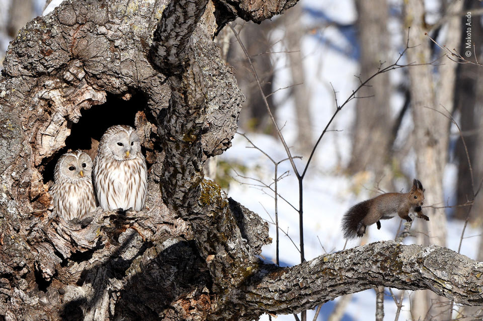 Surprise! by Makoto Ando, Japan - Highly Commended 2020, Behaviour: Mammals