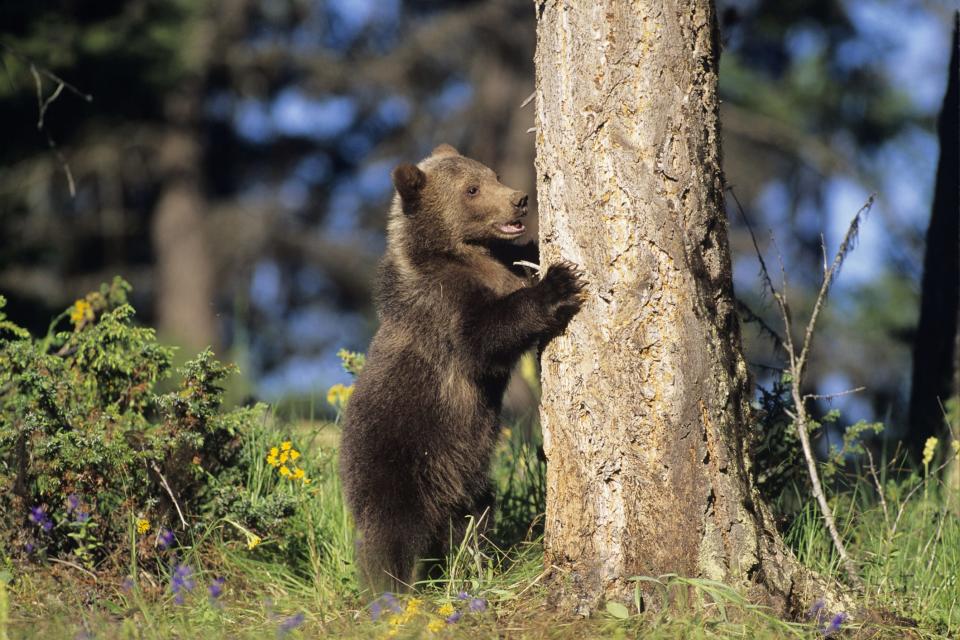 Bear populations sustained a record hunting year in New Hampshire and Vermont in 2020.