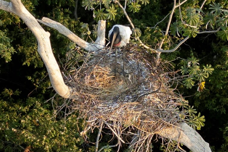 Une cigogne jabiru mycteria, dite touyouyou, dans son nid, sauvée par des pompiers, lors d'un incendie dans une zone rurale de Corumba, dans l'État du Mato Grosso do Sul, le 27 juin 2024 au Brésil (Pablo PORCIUNCULA)