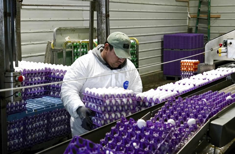 A worker moves crates of eggs at the Sunrise Farms processing plant in Petaluma, Calif., on Thursday, Jan. 11, 2024, which has seen an outbreak of avian flu in recent weeks. A year after the bird flu led to record egg prices and widespread shortages, the disease known as highly pathogenic avian influenza is wreaking havoc in California, which escaped the earlier wave of outbreaks that that devastated poultry farms in the Midwest. (AP Photo/Terry Chea)