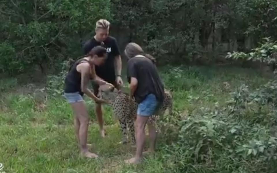 Jenny, Danny und Christina kümmern sich um einen geretteten Geparden. (Bild: VOX)