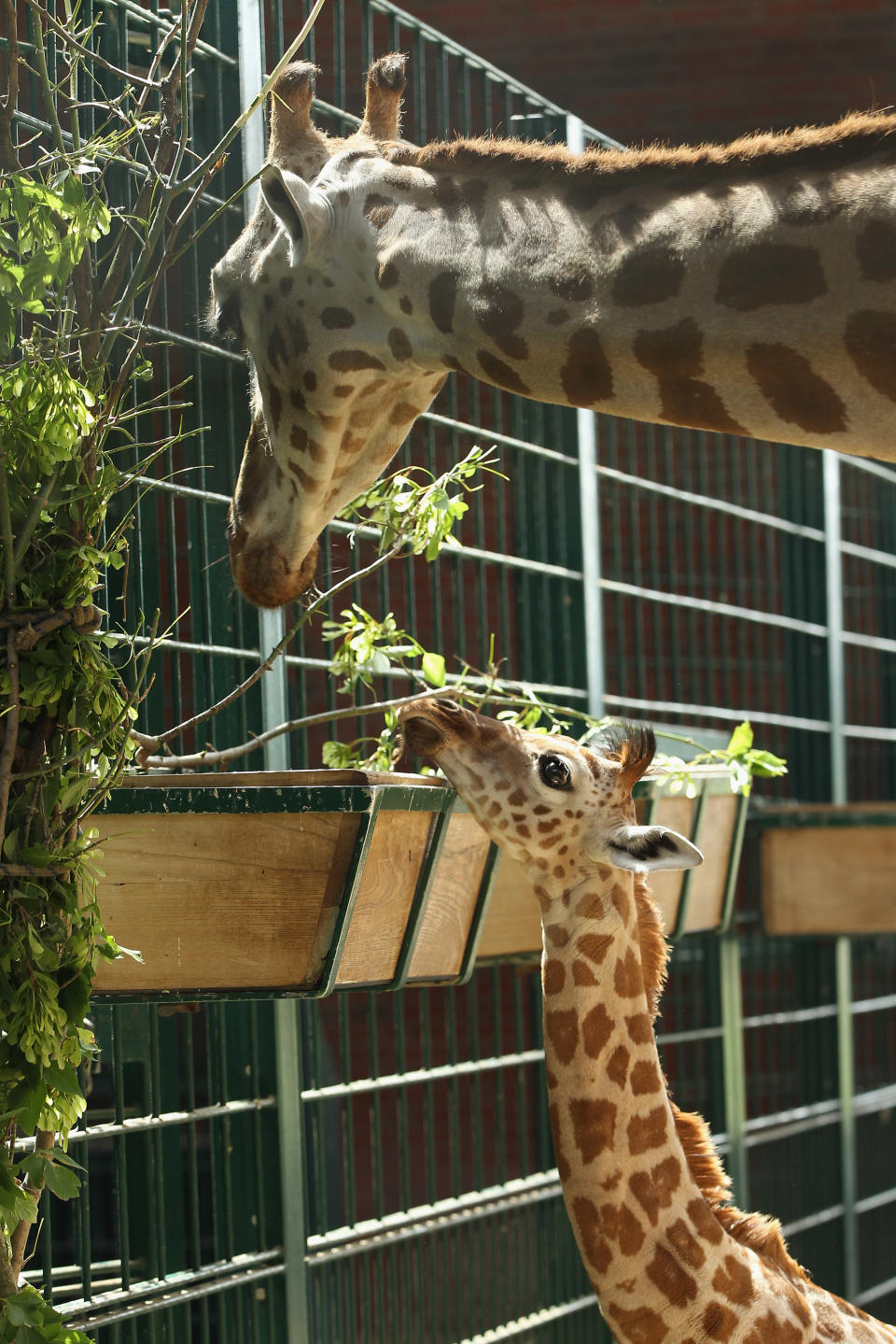 BERLIN, GERMANY - JUNE 29: Jule, a baby Rothschild giraffe, munches on a branch in her enclosure with an adult giraffe at Tierpark Berlin zoo on June 29, 2012 in Berlin, Germany. Jule was born at the zoo on June 10. (Photo by Sean Gallup/Getty Images)