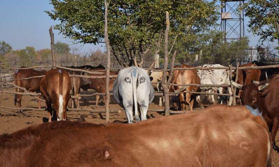 Artificial eyespots on the behind of a cattle in Botswana, Africa. 
