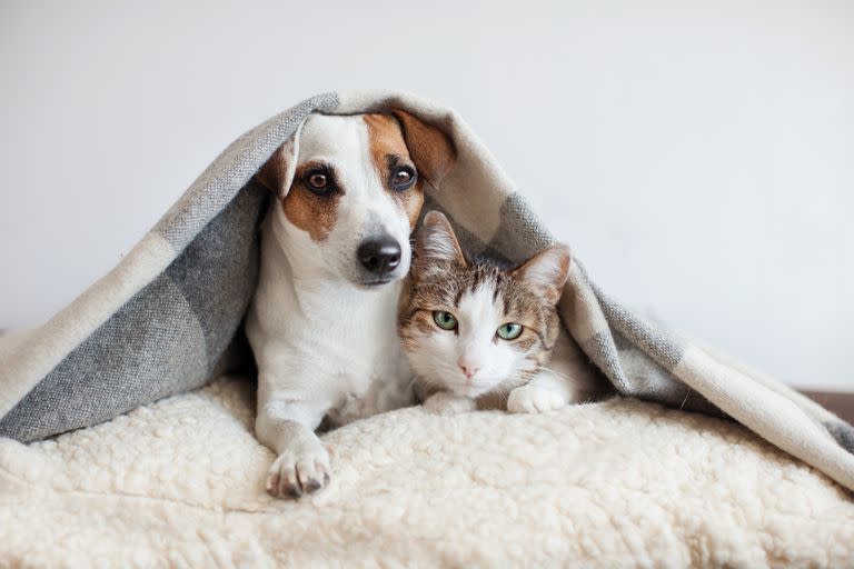 Los perros y los gatos fueron homenajeados en Google (Foto: Archivo)