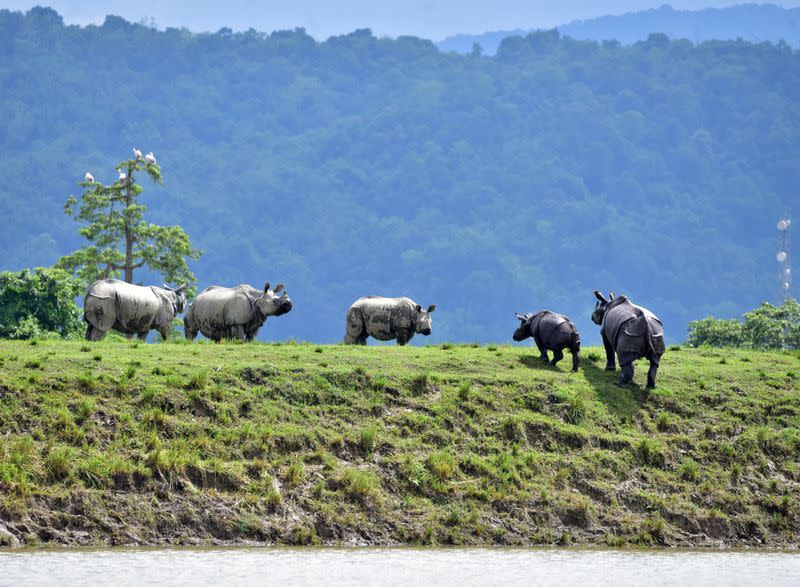 One-horned rhinos move to higher grounds in the flood-affected area of Kaziranga National Park in Nagaon district