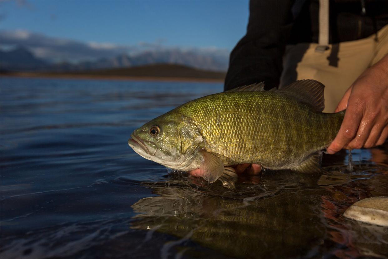 It is unknown if this fish emigrated from existing river populations, escaped from private ponds, or was illegally introduced, Montana FWP said.