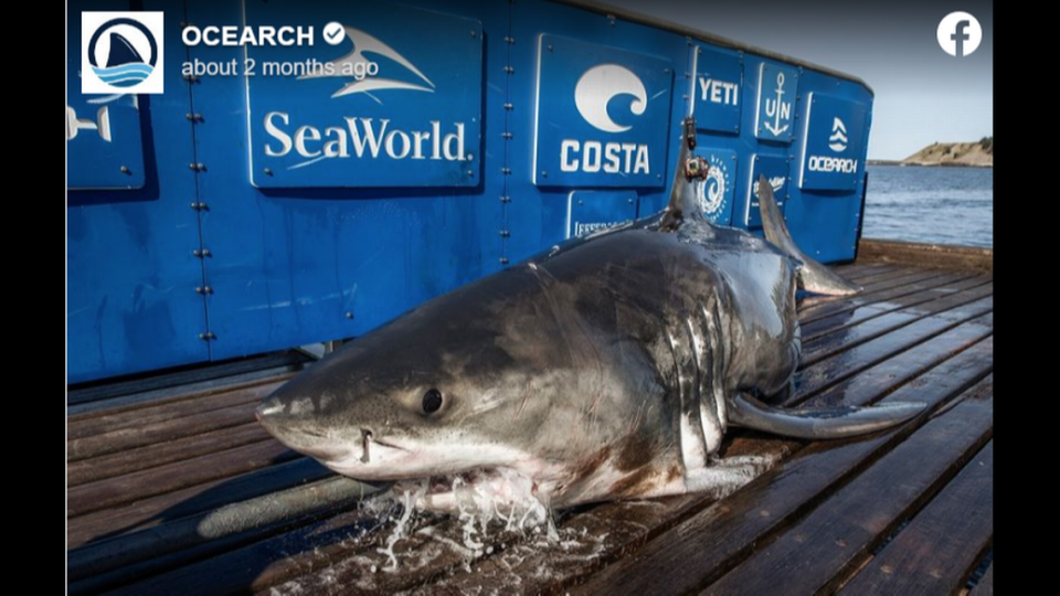 This 13-foot, 1,398-pound male white shark is tracking off South Carolina as the predators move south for the winter, OCEARCH says.