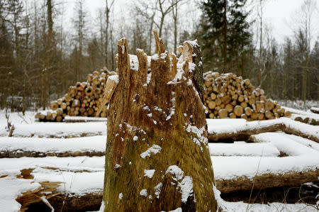 Logged stub and trees are seen at one of the last primeval forests in Europe, Bialowieza forest, near Bialowieza village, Poland February 15, 2018. Picture taken February 15, 2018. REUTERS/Kacper Pempel