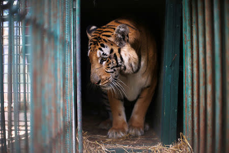 A tiger named Laziz stands in its enclosure before it is taken out of Gaza by Four Paws International, at a zoo in Khan Younis in the southern Gaza Strip August 23, 2016. REUTERS/Ibraheem Abu Mustafa