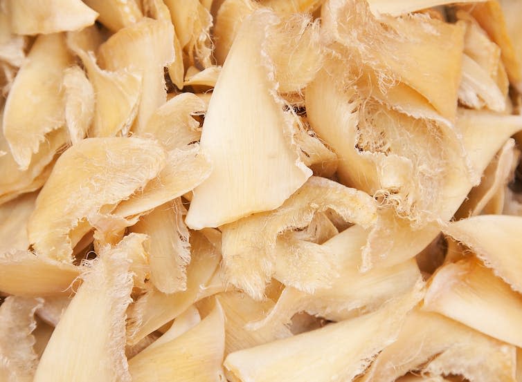 shot of white triangular shaped dried shark fins in a pile together