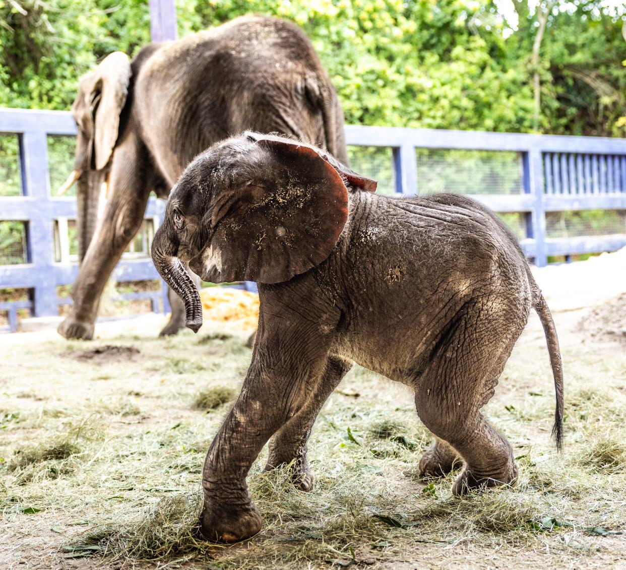 Corra, the first African elephant born at Disney's Animal Kingdom in seven years, with her mom, Nadirah.