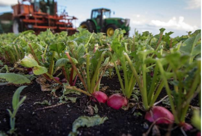 The state’s powerful agriculture, construction and tourist industries have been wary of Gov. Ron DeSantis’s demand that all businesses use E-Verify to check the legal status of new hires. (Allen Eyestone / The Palm Beach Post)