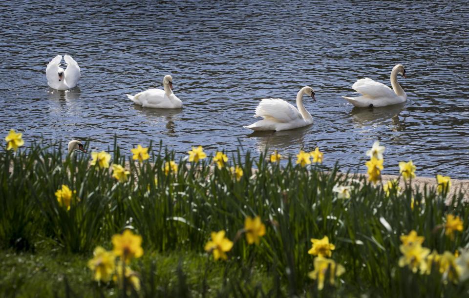 Swans swim past Daffodils in Waterloo Lake, Roundhay Park, Leeds (PA)