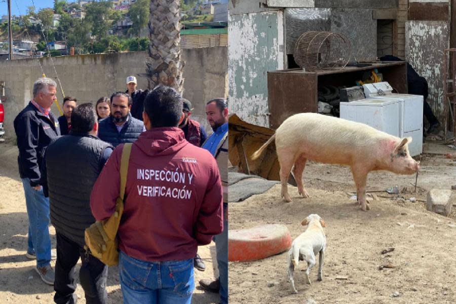 Rescata Ayuntamiento de Tijuana a animales maltratados en Pedregal de Santa Julia