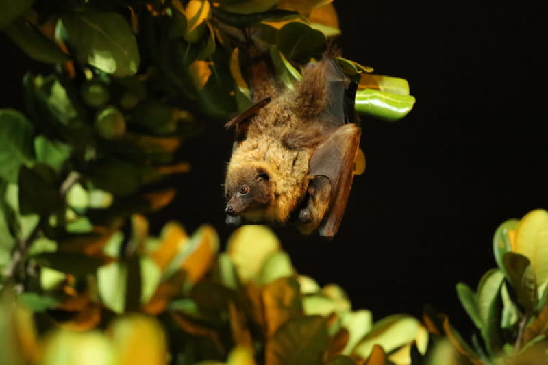 花蓮觀測到瀕絕保育類台灣狐蝠穩定族群 瀕臨絕種保育類動物「台灣狐蝠」因臉長得像狐狸得 名，大眼金脖為主要特徵，展翼可達1公尺，常於夜 間出沒，全台僅約200隻；依學者調查，狐蝠在花蓮 地區有記錄到穩定族群。 （花蓮縣政府提供） 中央社記者李先鳳傳真  112年8月2日 