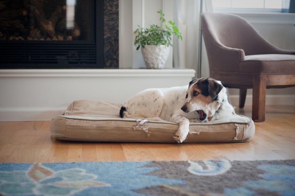 The dog's bed is front and center.