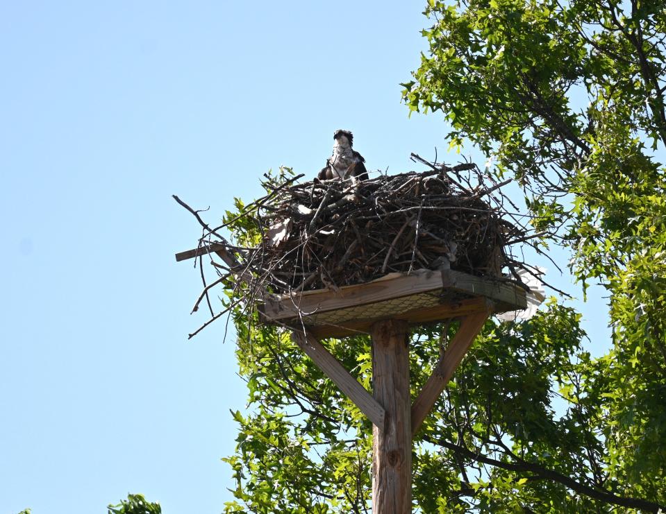 The pair of osprey used the lakeside platform in 2023 but did not return this year.