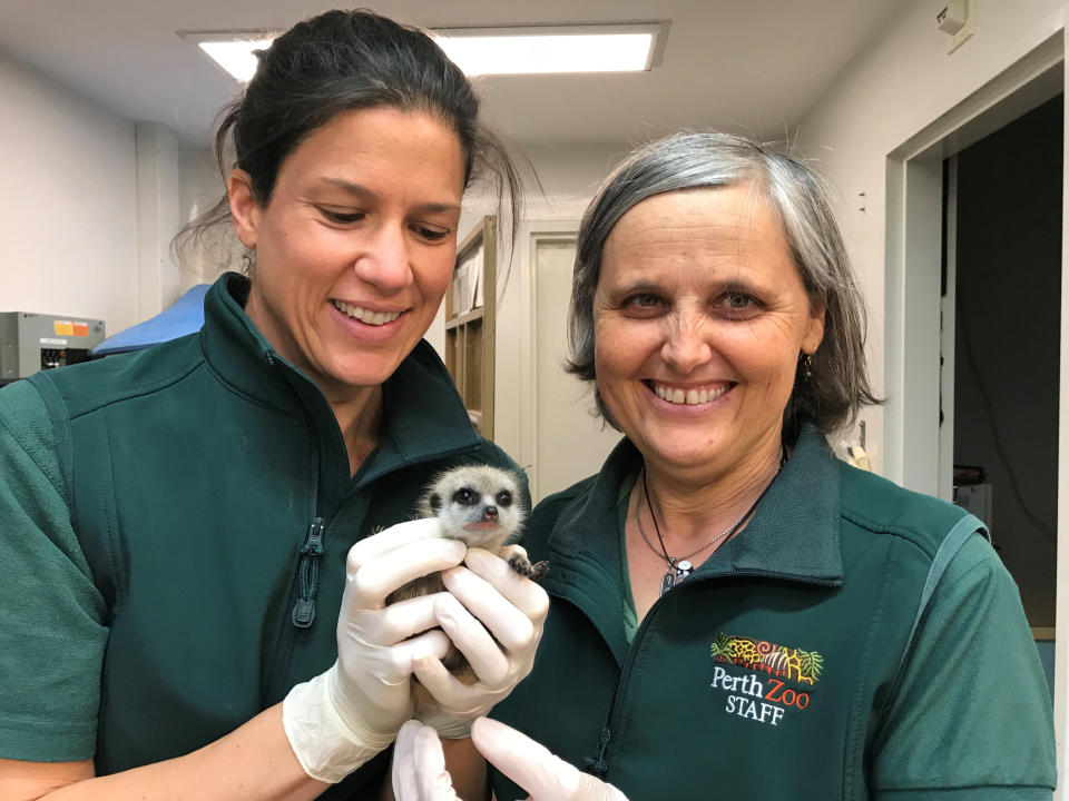 In this Sept. 22, 2018 photo released by Perth Zoo, zoo veterinarians Dr Anna LeSouef, left, and Dr Simone Vitali hold a baby meerkat after it was returned to the zoo. A man who claims he "fell in love" with a meerkat pup has been fined A$4,000 (US$2,800) in a Perth court, Wednesday, Nov. 14, 2018 after pleading guilty to stealing the animal from its enclosure at Perth Zoo in September. (Perth Zoo via AP)